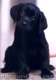 http://www.humour-canin.com/photos-chien-517-18-est-toujours-trop-mimi-les-labradors.html