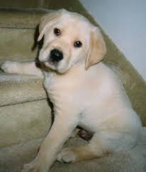 http://labrador.chiensderace.com/