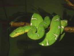 serpent_011.jpg