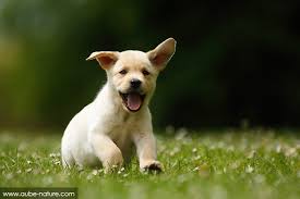 http://www.aube-nature.com/photo,chiot-labrador,5502,202.php