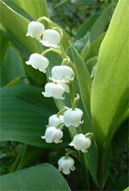 http://villageampus83.blog.lemonde.fr/2008/04/28/muguet-du-1%C2%B0-mai/