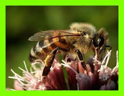 النحل يرفض الخمر 52387