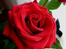 http://www.fond-ecran-image.com/galerie-membre,fleur-rose,ma-belle-rose-rougejpg.php